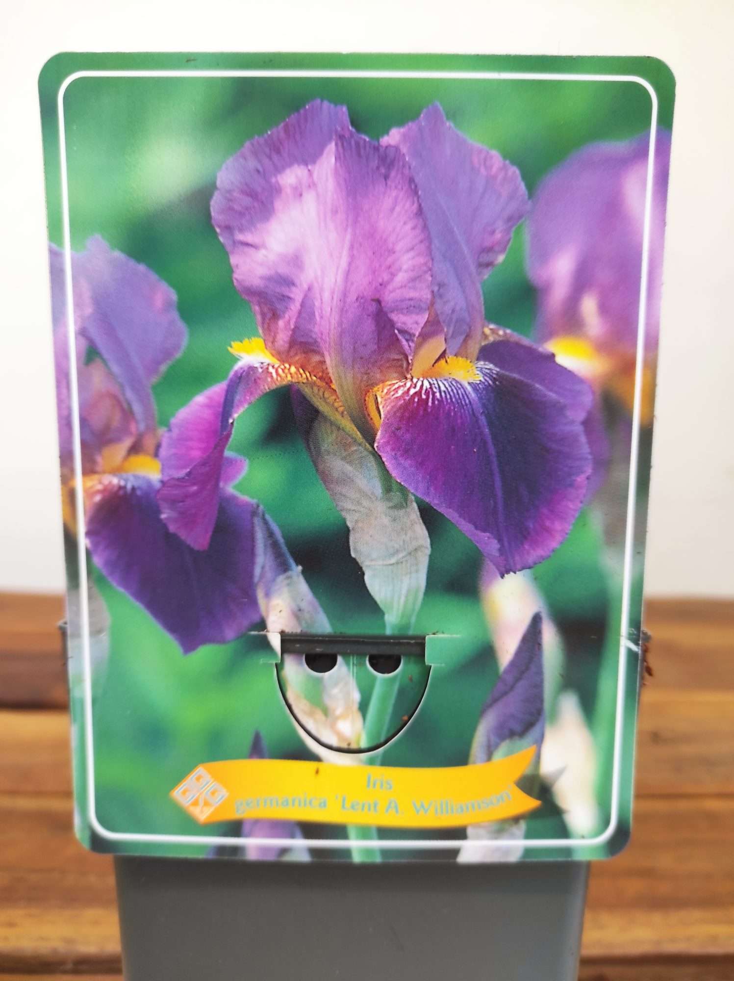 Iris Germanica 'Lent A. Williamson'