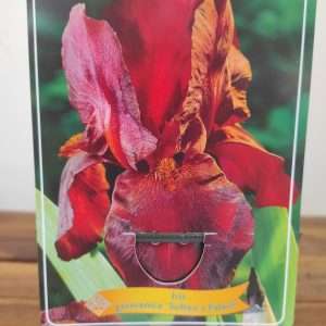 Iris Germanica 'Sultan's Palace'