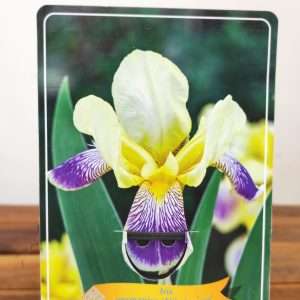 Iris Germanica 'Nibelungen'