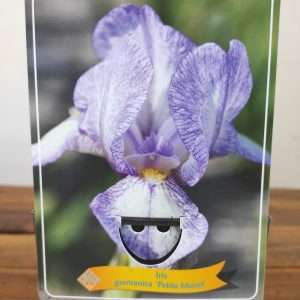 Iris Germanica 'Petite Monet'