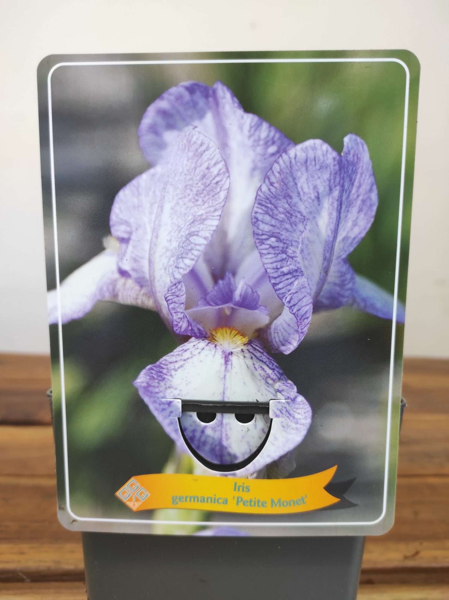 Iris Germanica 'Petite Monet'