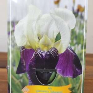 Iris Germanica 'Salonique'