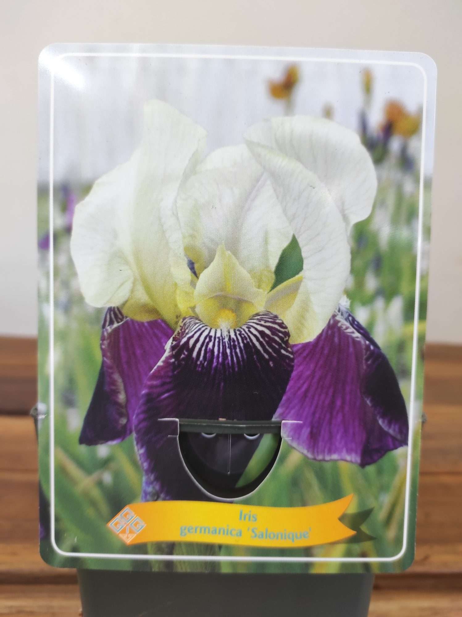 Iris Germanica 'Salonique'