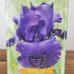 Iris Germanica 'Storm Center'