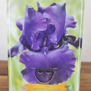 Iris Germanica 'Storm Center'