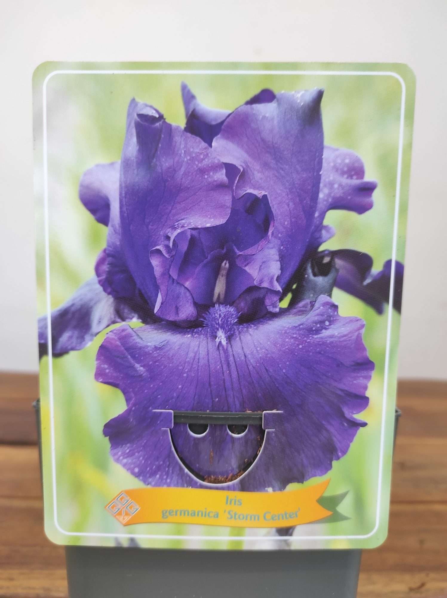 Iris Germanica 'Storm Center'