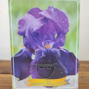 Iris Germanica 'Bishop's Robe'