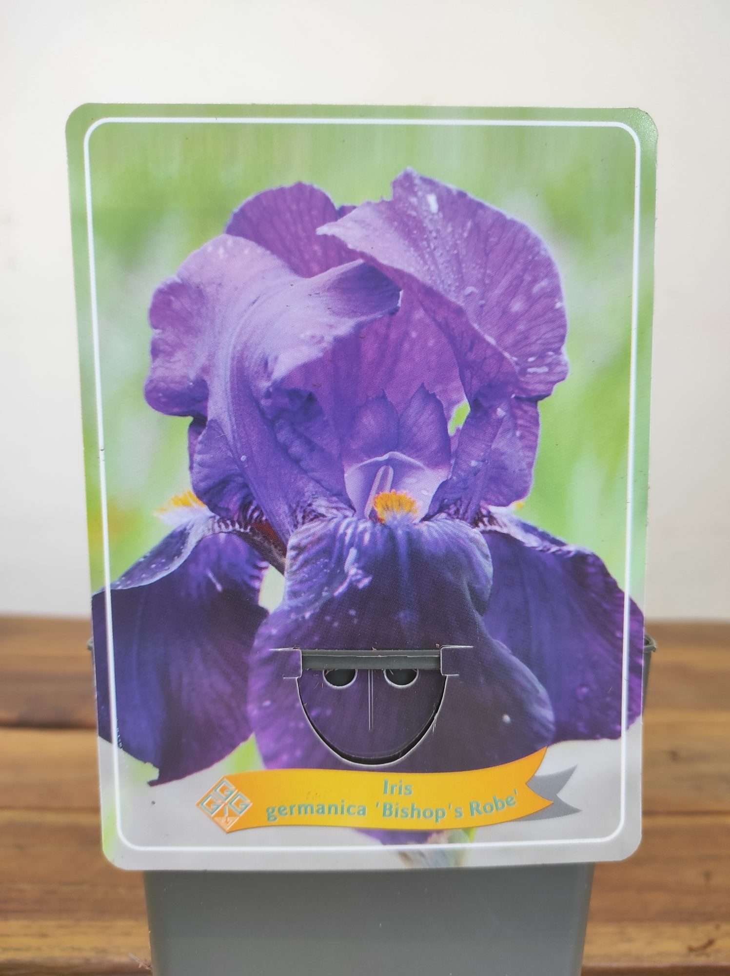 Iris Germanica 'Bishop's Robe'