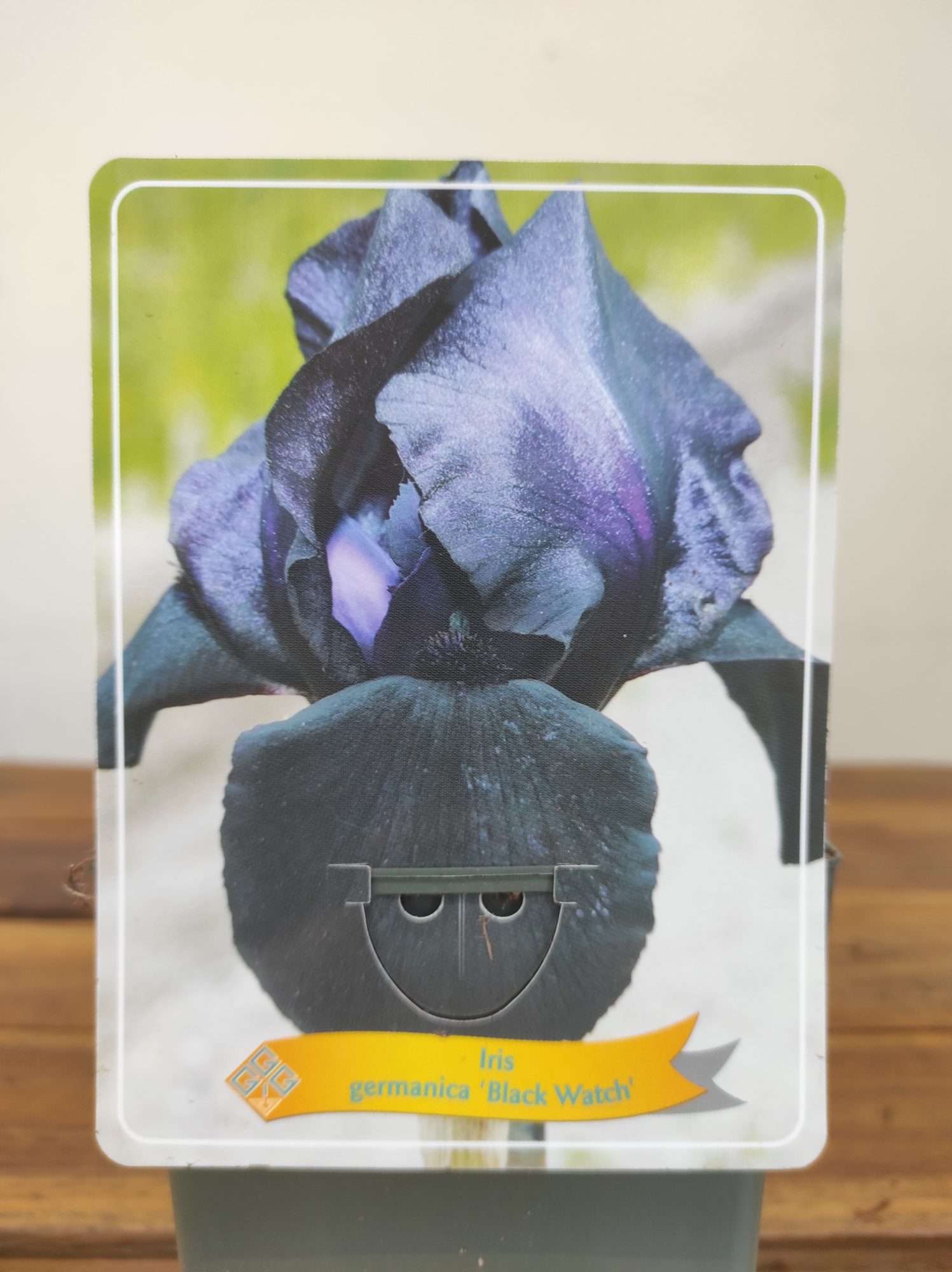 Iris Germanica 'Black Watch'