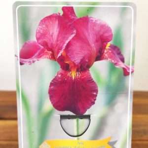 Iris Germanica 'Fabulous Jeanette'