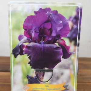 Iris Germanica 'Superstition'