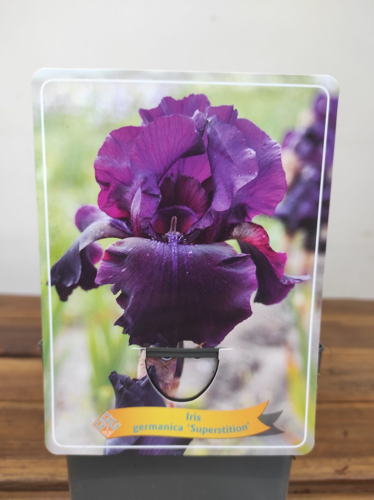 Iris Germanica 'Superstition'