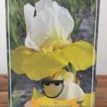 Iris Germanica 'Tulip Festival'