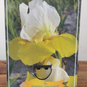 Iris Germanica 'Tulip Festival'