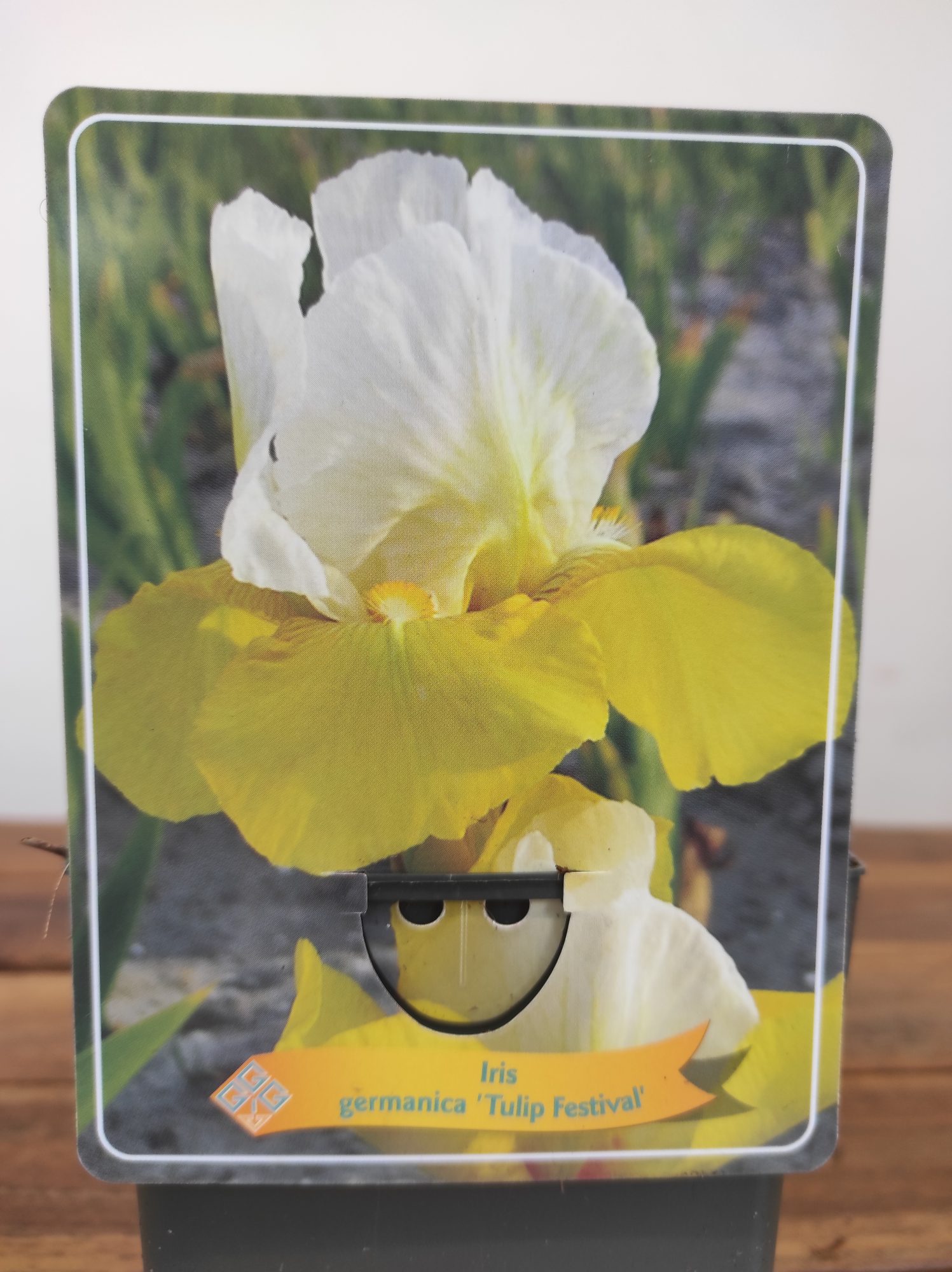 Iris Germanica 'Tulip Festival'