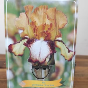 Iris Germanica 'Siva Siva'