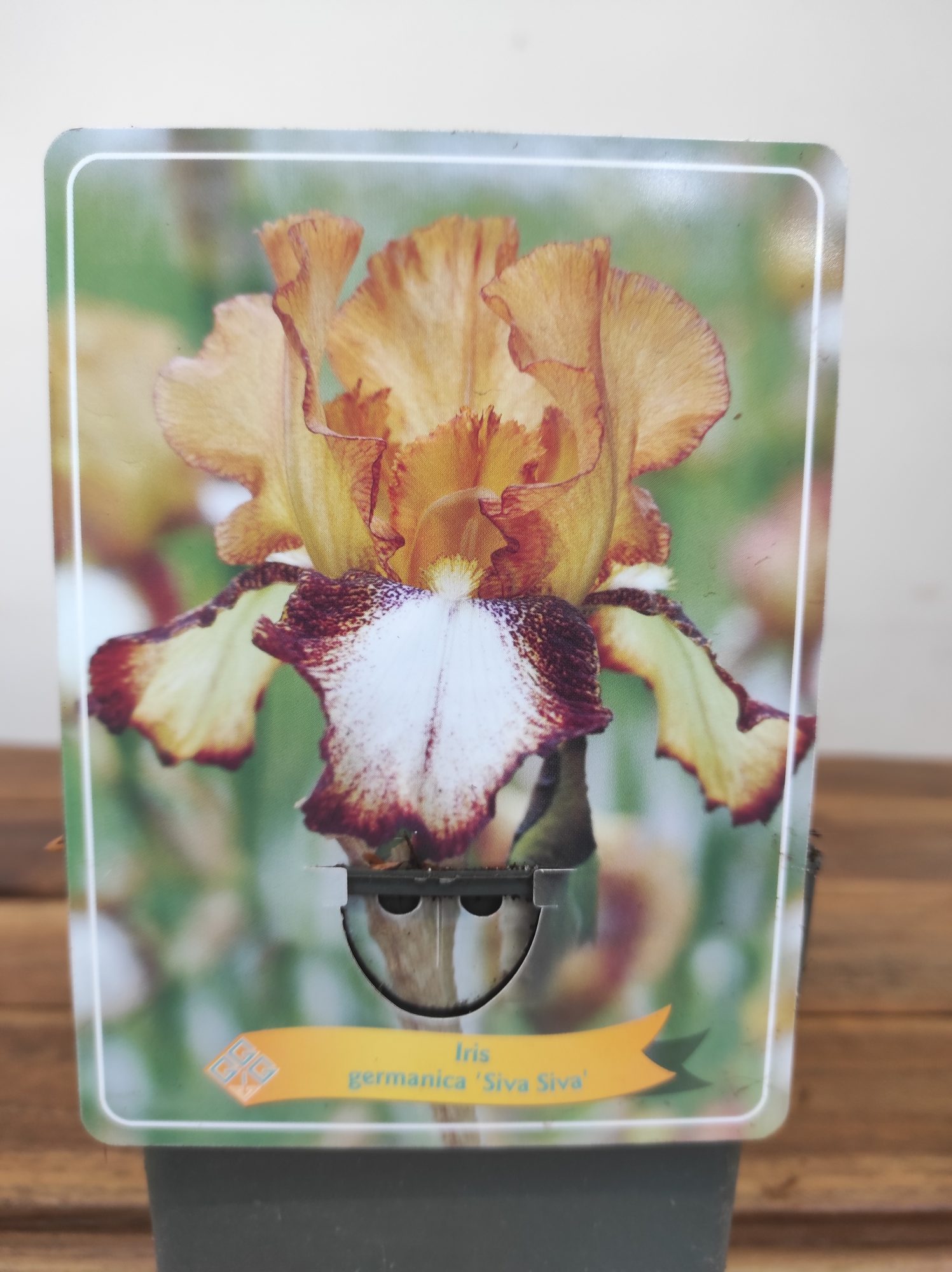 Iris Germanica 'Siva Siva'