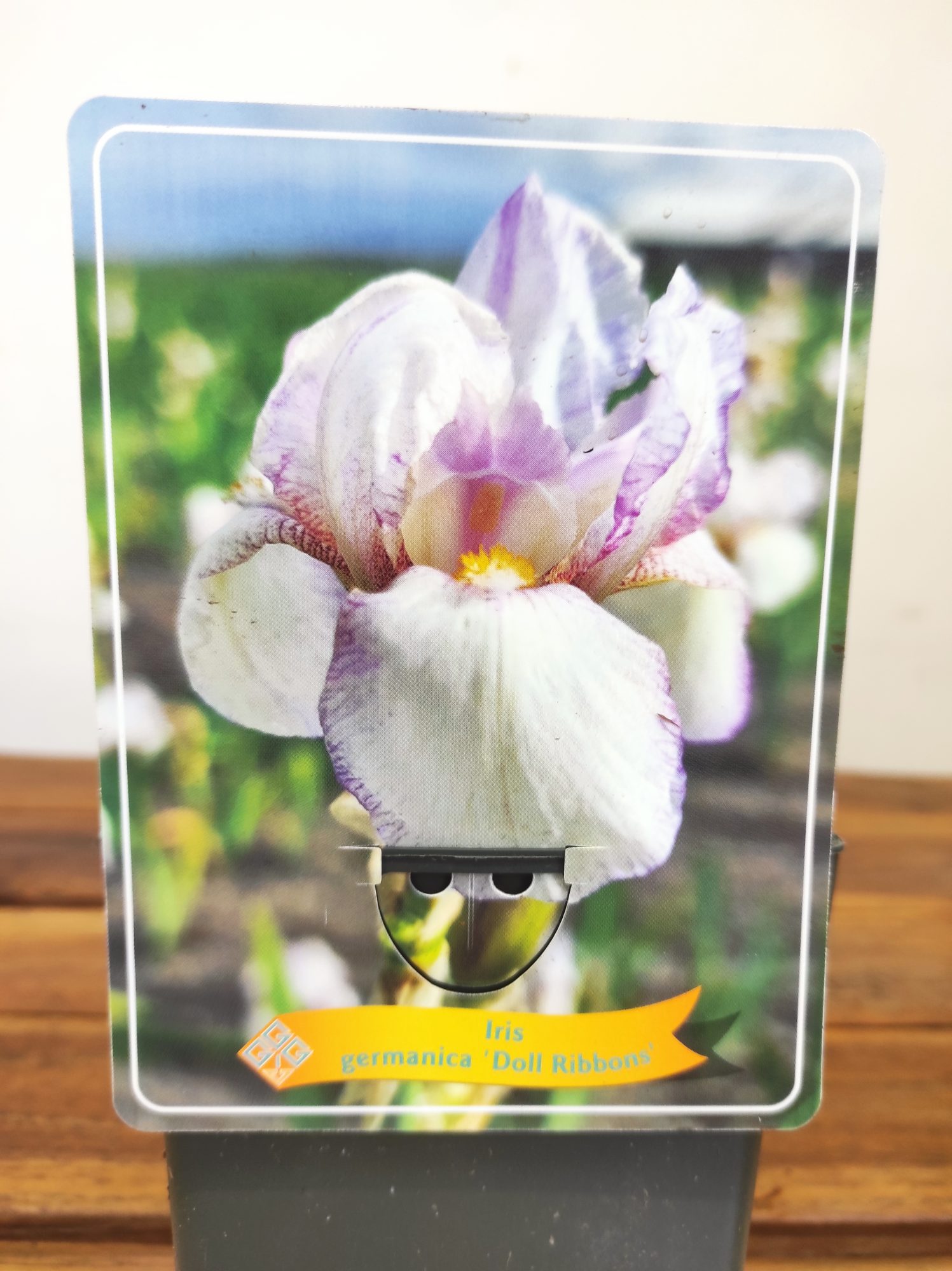 Iris Germanica 'Doll Ribbons'