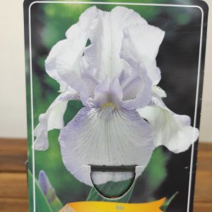 Iris Germanica 'Immortality'