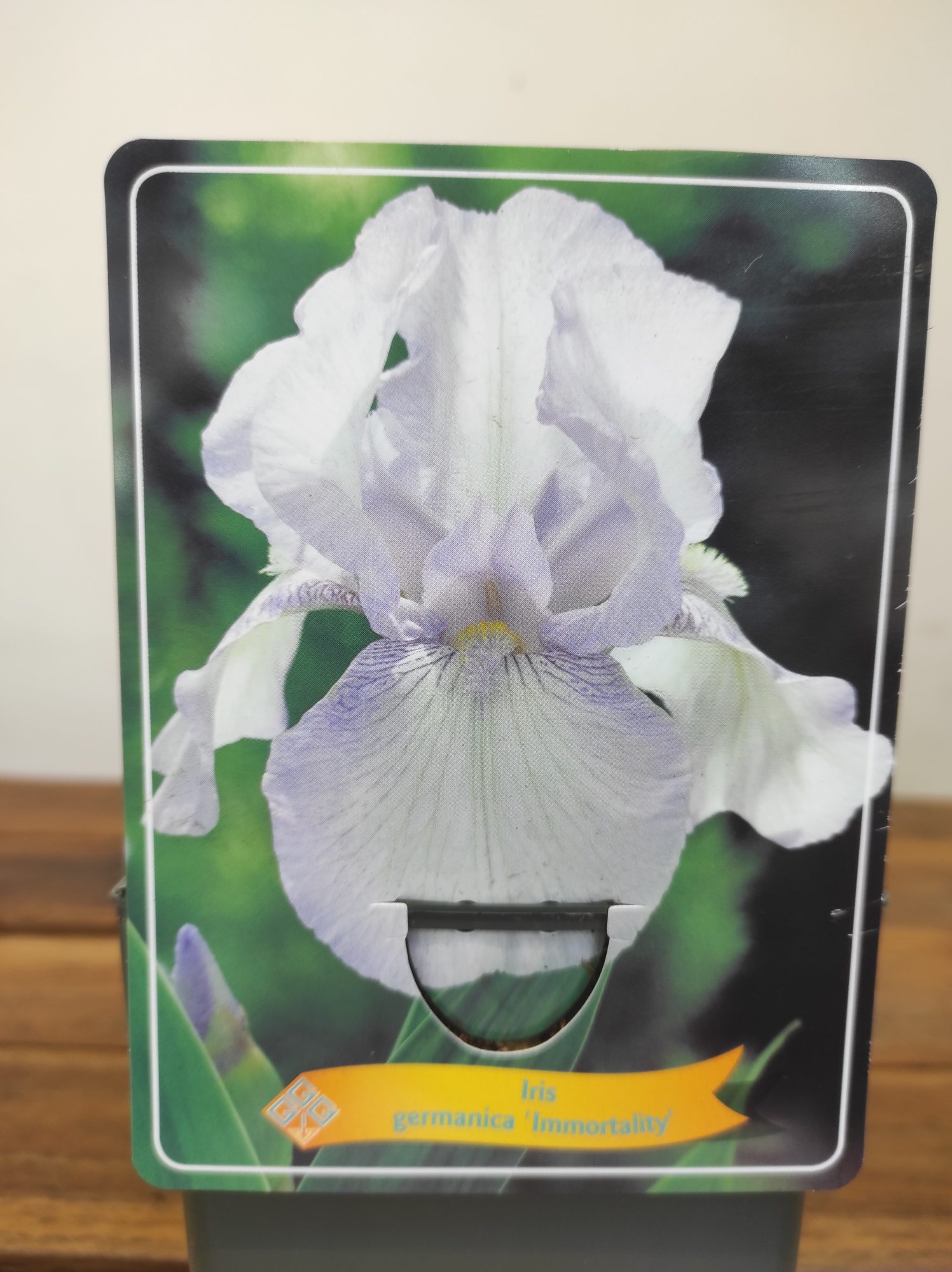 Iris Germanica 'Immortality'