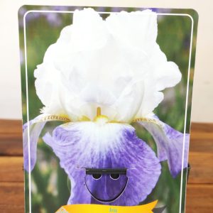 Iris Germanica 'Mission Ridge'