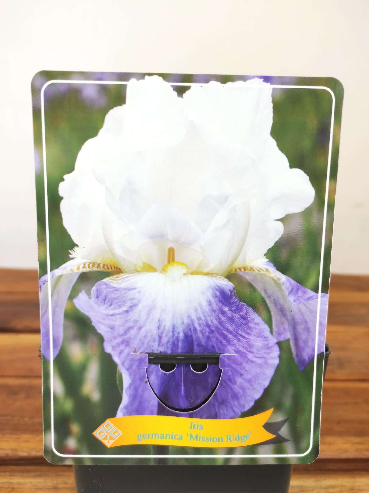 Iris Germanica 'Mission Ridge'