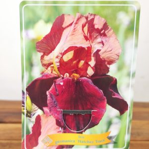 Iris Germanica 'Natchez Trace'