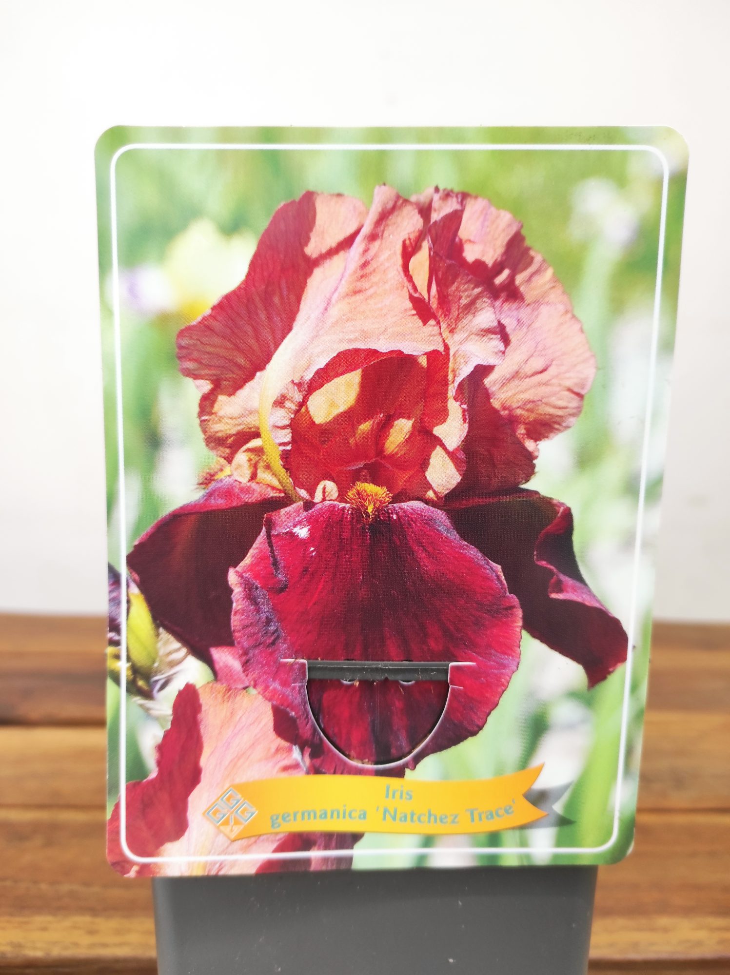 Iris Germanica 'Natchez Trace'