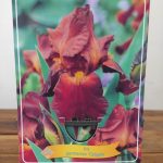 Iris Germanica 'Caligula'