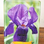 Iris Germanica 'Joanna'