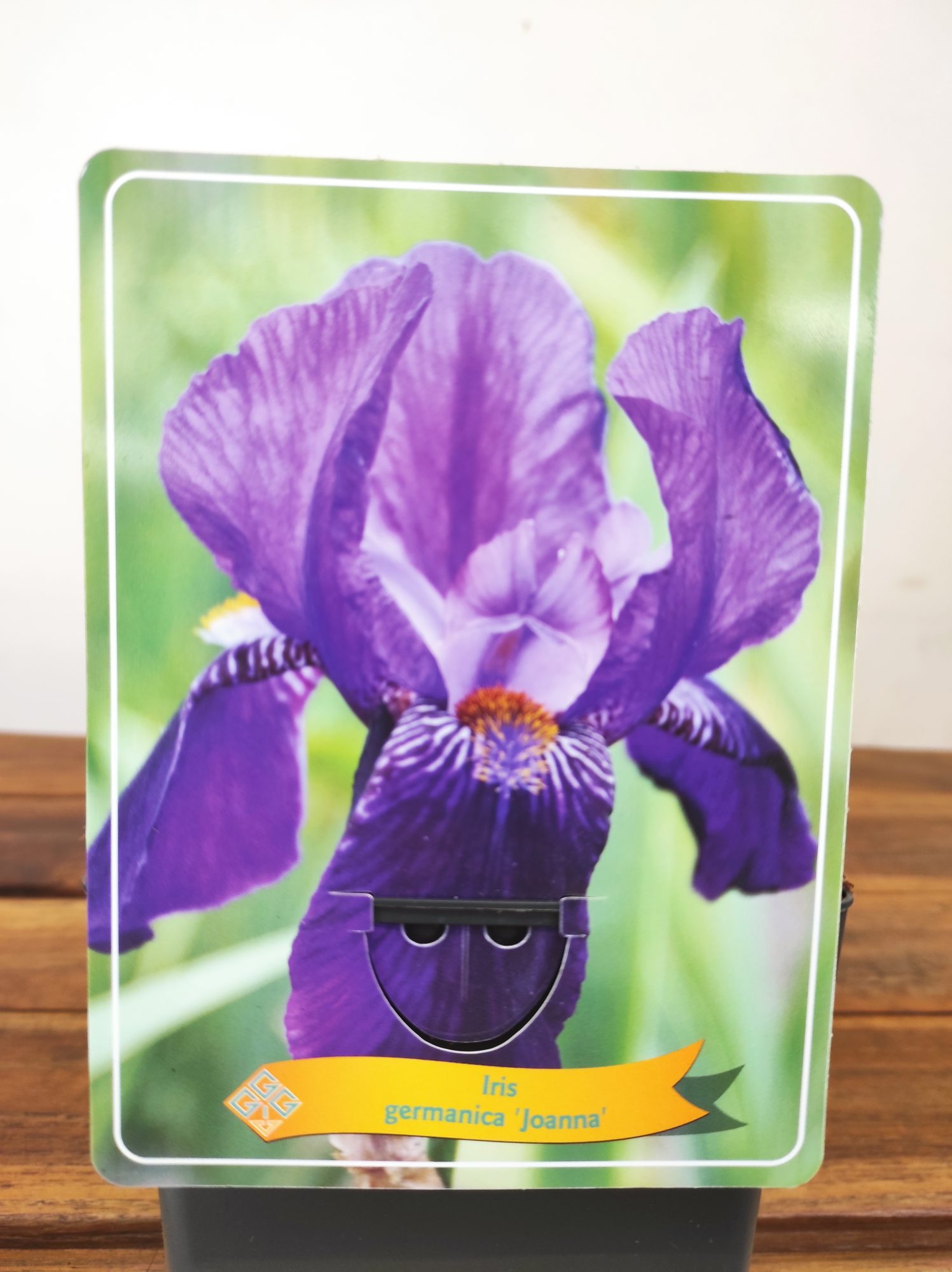 Iris Germanica 'Joanna'