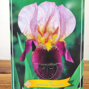 Iris Germanica 'Indian Chief'