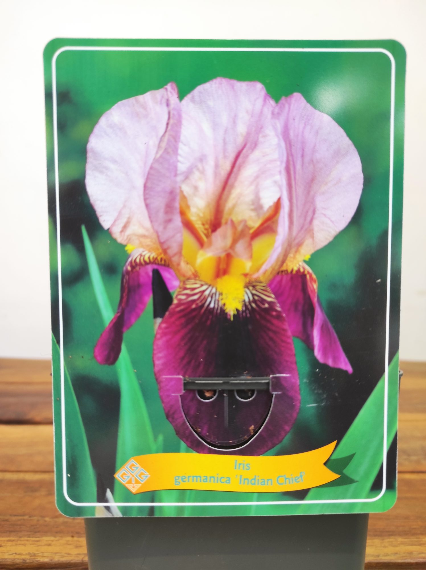 Iris Germanica 'Indian Chief'