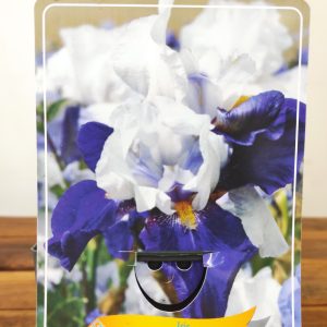 Iris Germanica 'Night Edition'