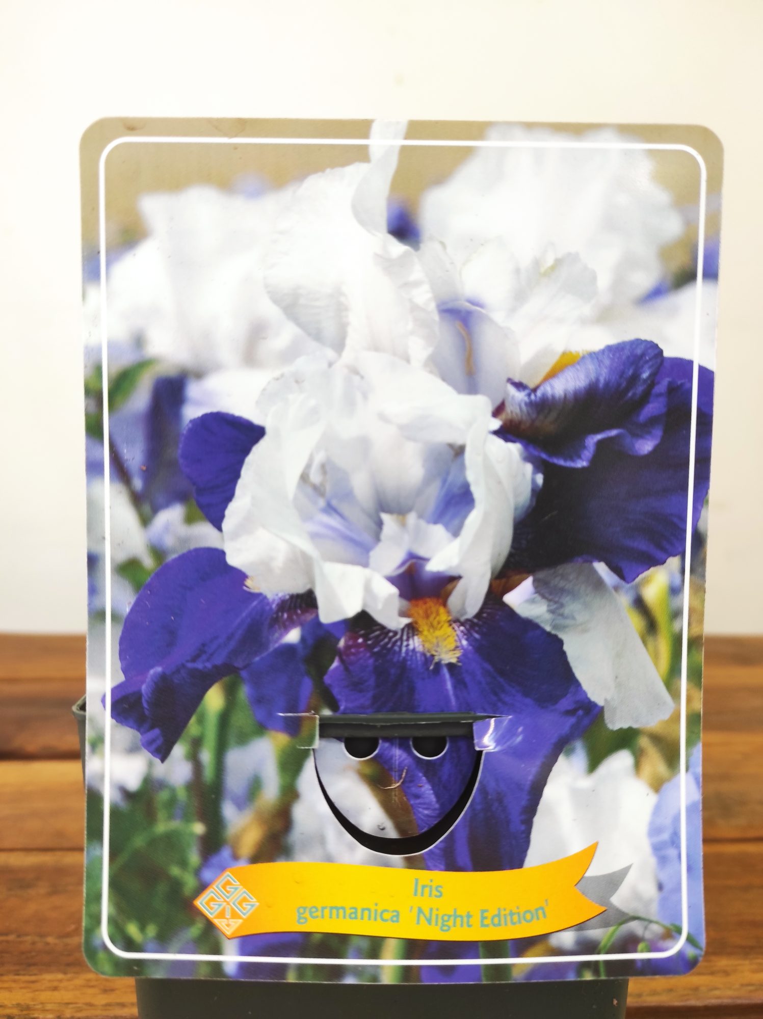 Iris Germanica 'Night Edition'