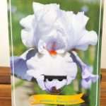 Iris Germanica 'Rippling Clouds'