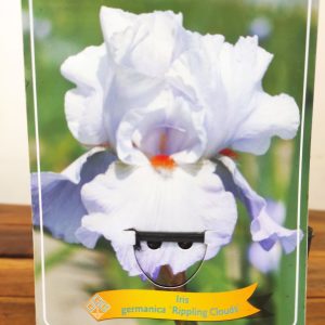 Iris Germanica 'Rippling Clouds'