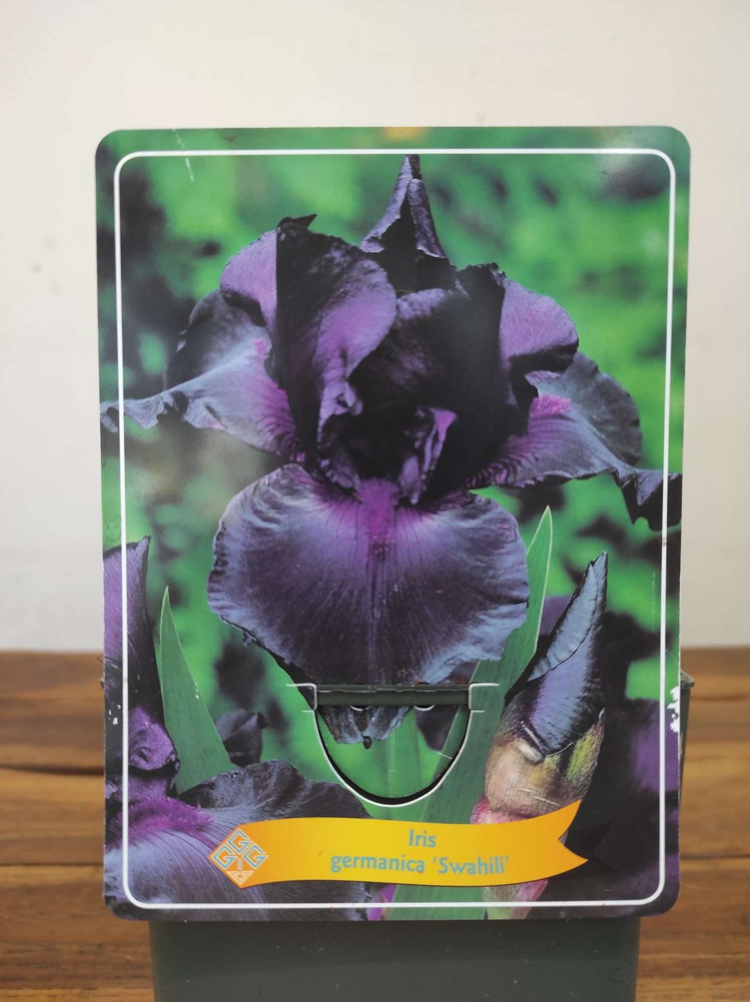 Iris Germanica 'Swahili'