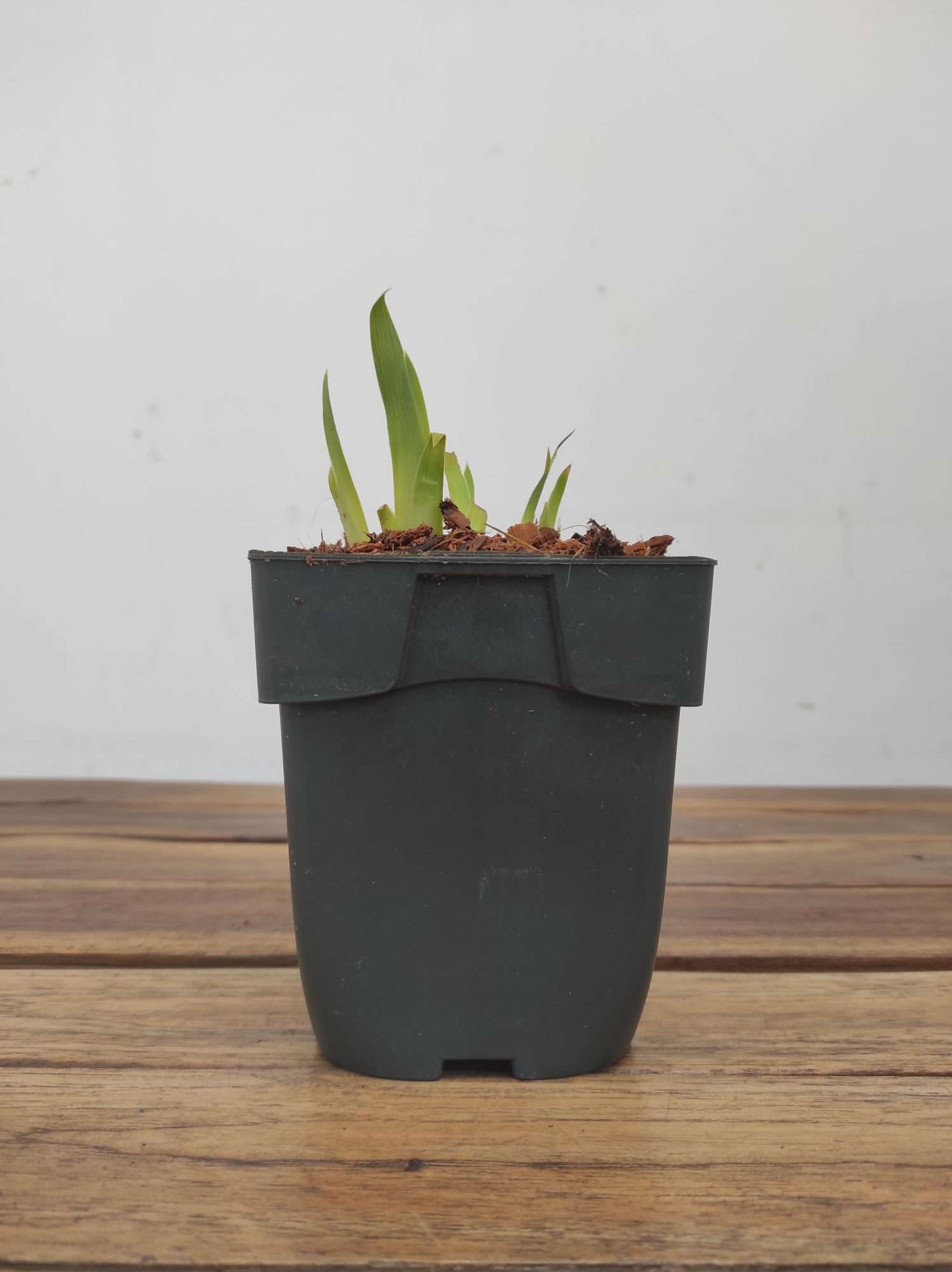 Iris Germanica 'Tulip Festival' - Image 2