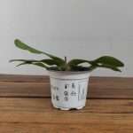 Paphiopedilum Sem Flor - V.9