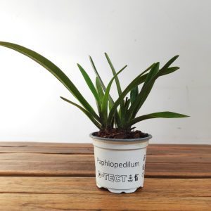 Paphiopedilum Sem Flor - V.9