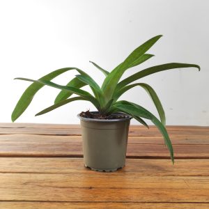 Paphiopedilum Sem Flor - V.9