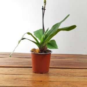 Paphiopedilum Sem Flor - V.9
