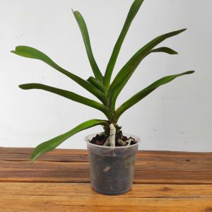 Rhynchostylis Sem Flor - V.14