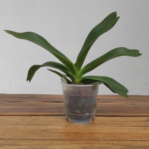 Rhynchostylis Sem Flor - V.12