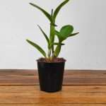 Cattleya 'Gelb Gefüllt' - Sem Flor - V.12