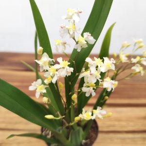 Oncidium Twinkle V.8