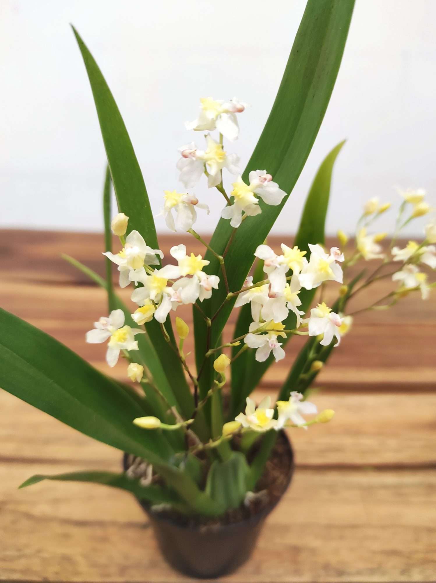 Oncidium Twinkle V.8