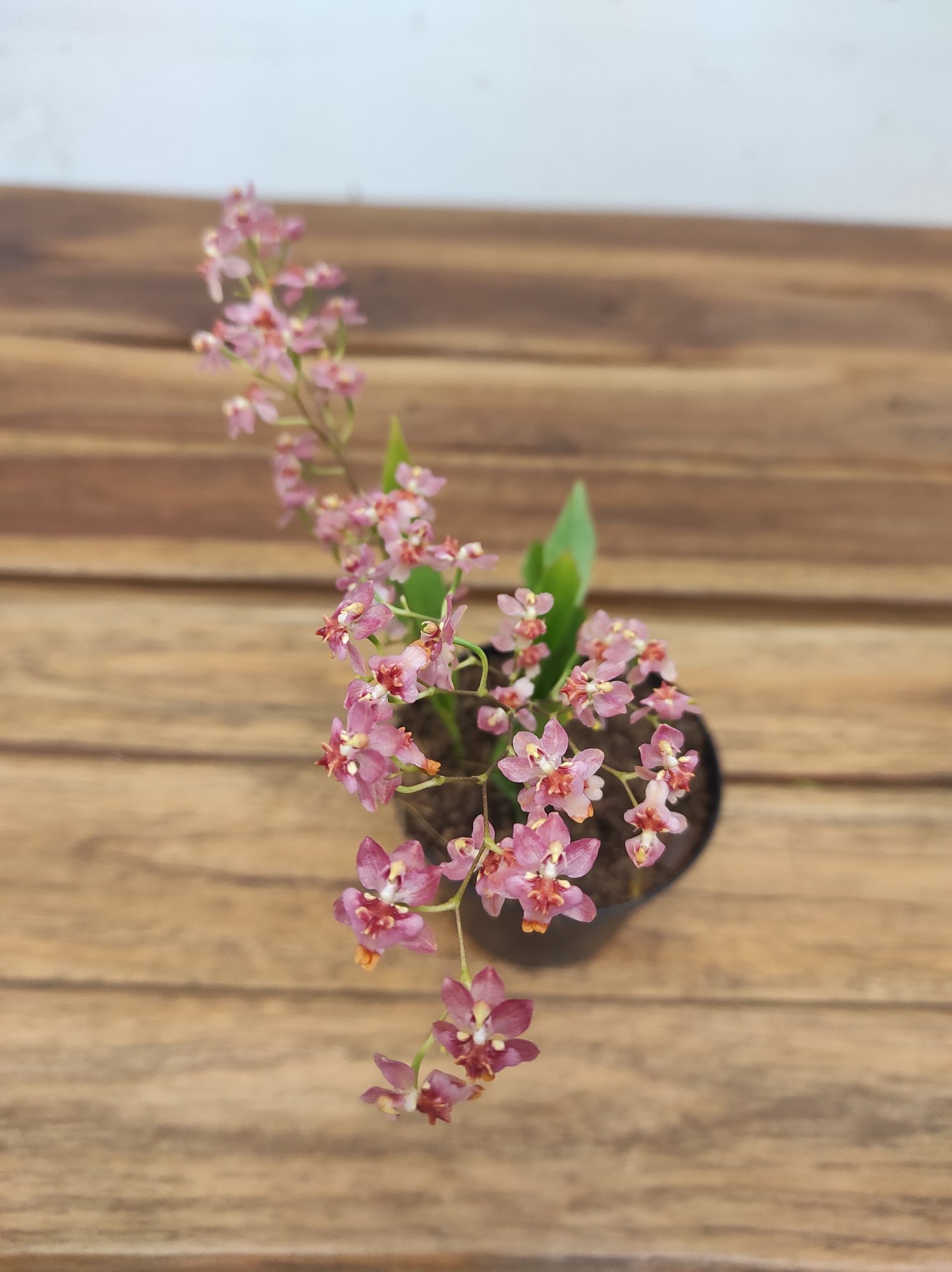 Oncidium Twinkle V.8