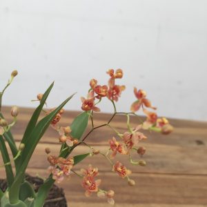Oncidium Twinkle V.8
